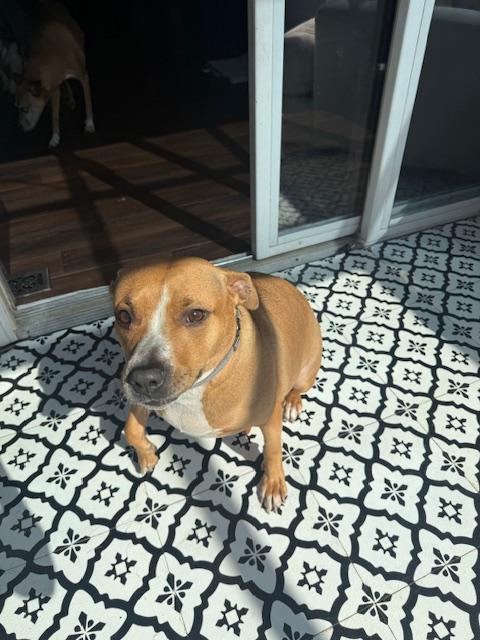 Little One, a Adoptable Pit Bull Terrier in Westchester, IL image 6/6