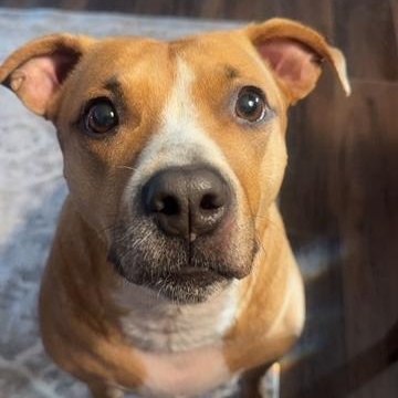 Little One, Adoptable, Young Female Pit Bull Terrier.