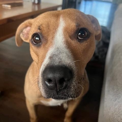 Little One, a Adoptable Pit Bull Terrier in Westchester, IL image 4/6