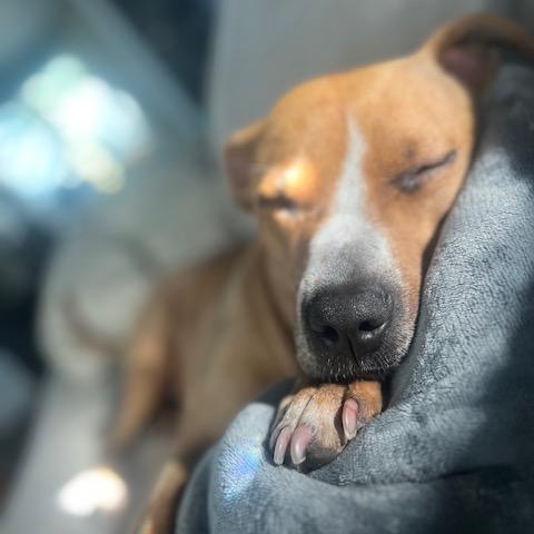 Little One, a Adoptable Pit Bull Terrier in Westchester, IL image 3/6