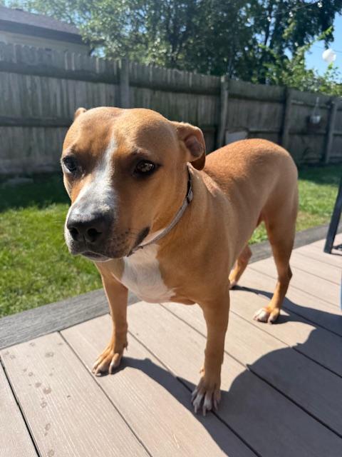 Little One, a Adoptable Pit Bull Terrier in Westchester, IL image 5/6