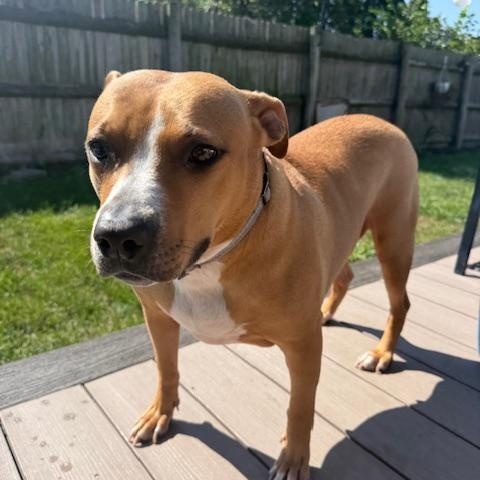 Enlarge Little One, a Adoptable Pit Bull Terrier in Westchester, IL image 5/6