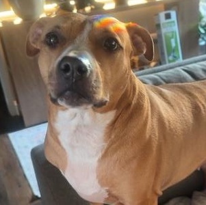 Enlarge Little One, a Adoptable Pit Bull Terrier in Westchester, IL image 3/6