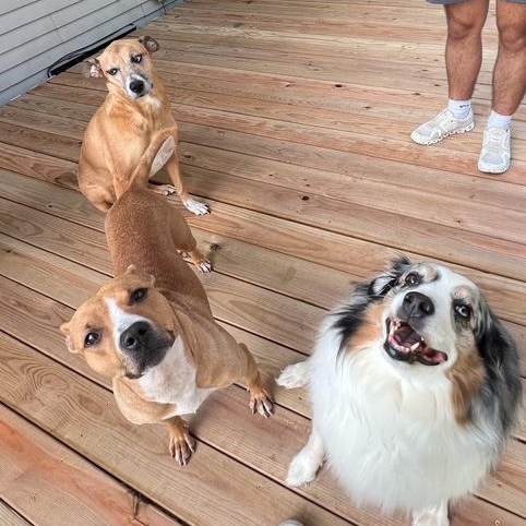 Little One, a Adoptable Pit Bull Terrier in Westchester, IL image 2/6