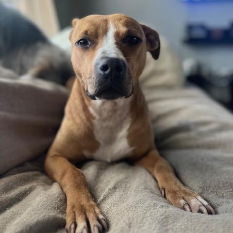 Little One, a Adoptable Pit Bull Terrier in Westchester, IL image 1/6