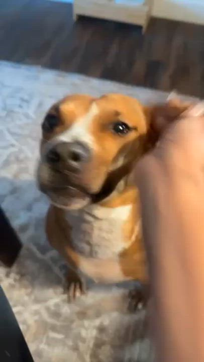 Enlarge Little One, a Adoptable Pit Bull Terrier in Westchester, IL video 2/6
