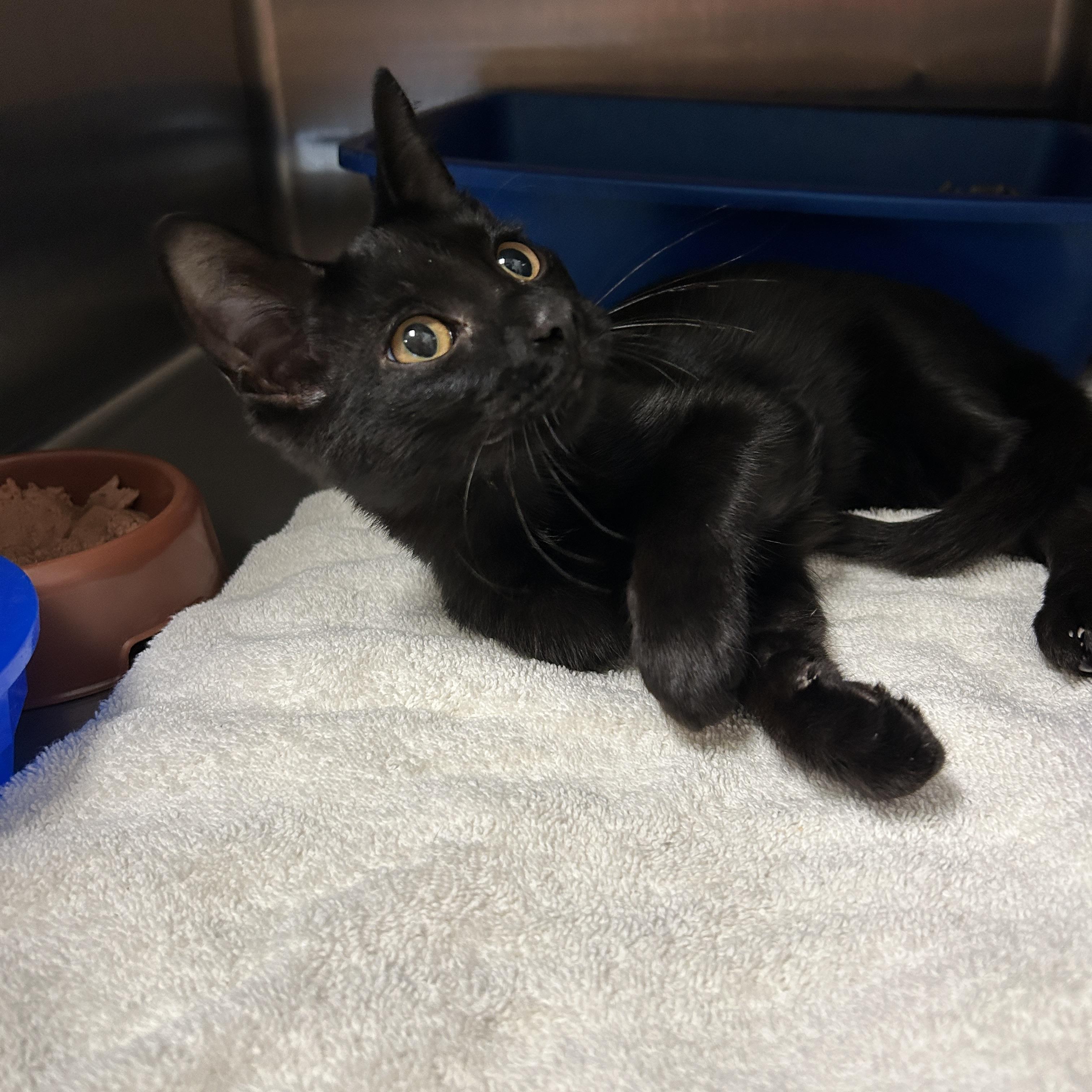 Enlarge Luna, a Adopted Domestic Short Hair in La Grange Park, IL image 2/2