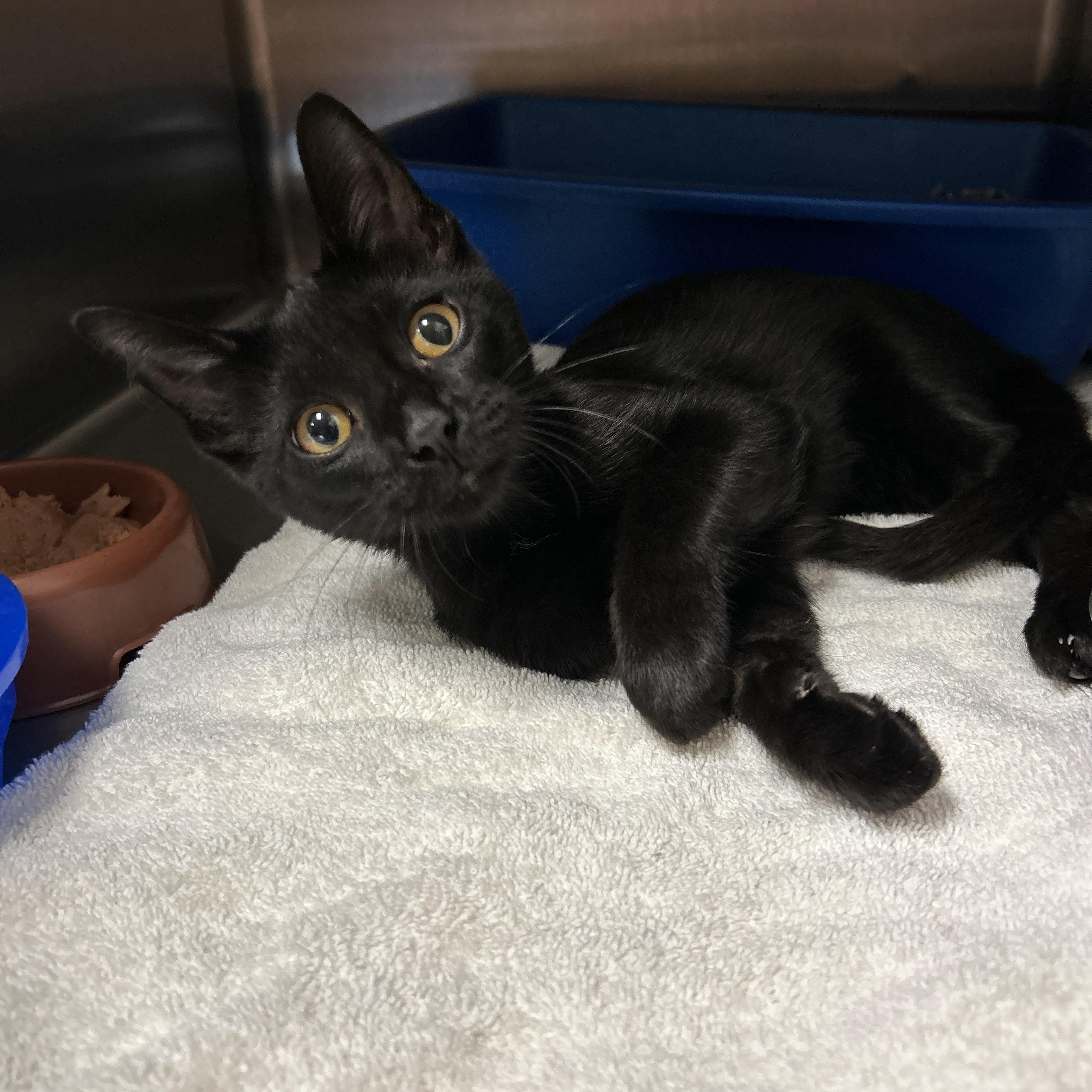 Luna, Adopted, Kitten Male Domestic Short Hair.