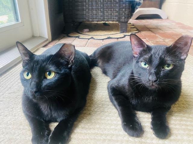 Lightning (KCF) bonded w/Onyx (KCF), Adoptable, Young Female Domestic Short Hair.