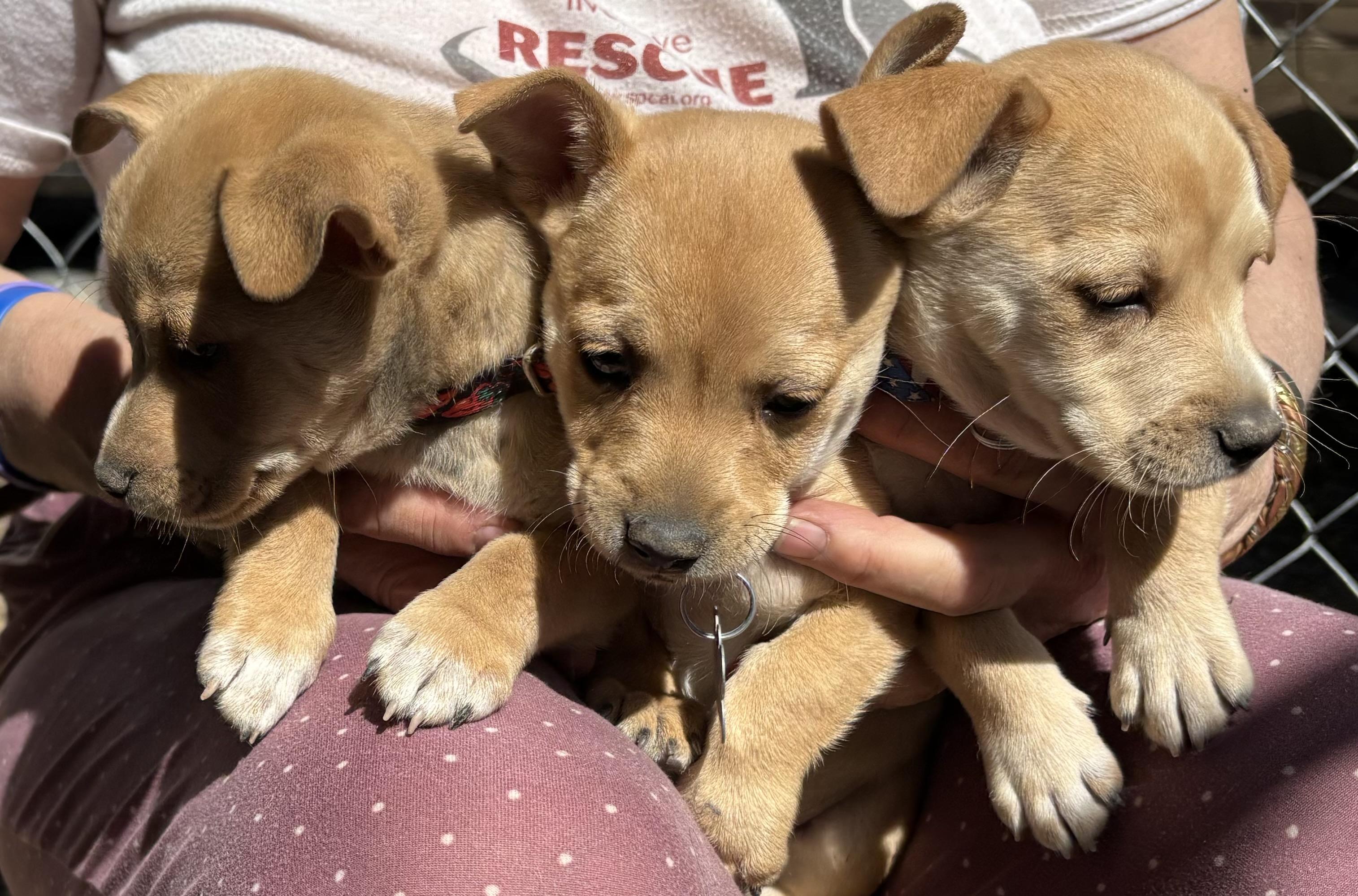 Chevy, Baby Male Chiweenie