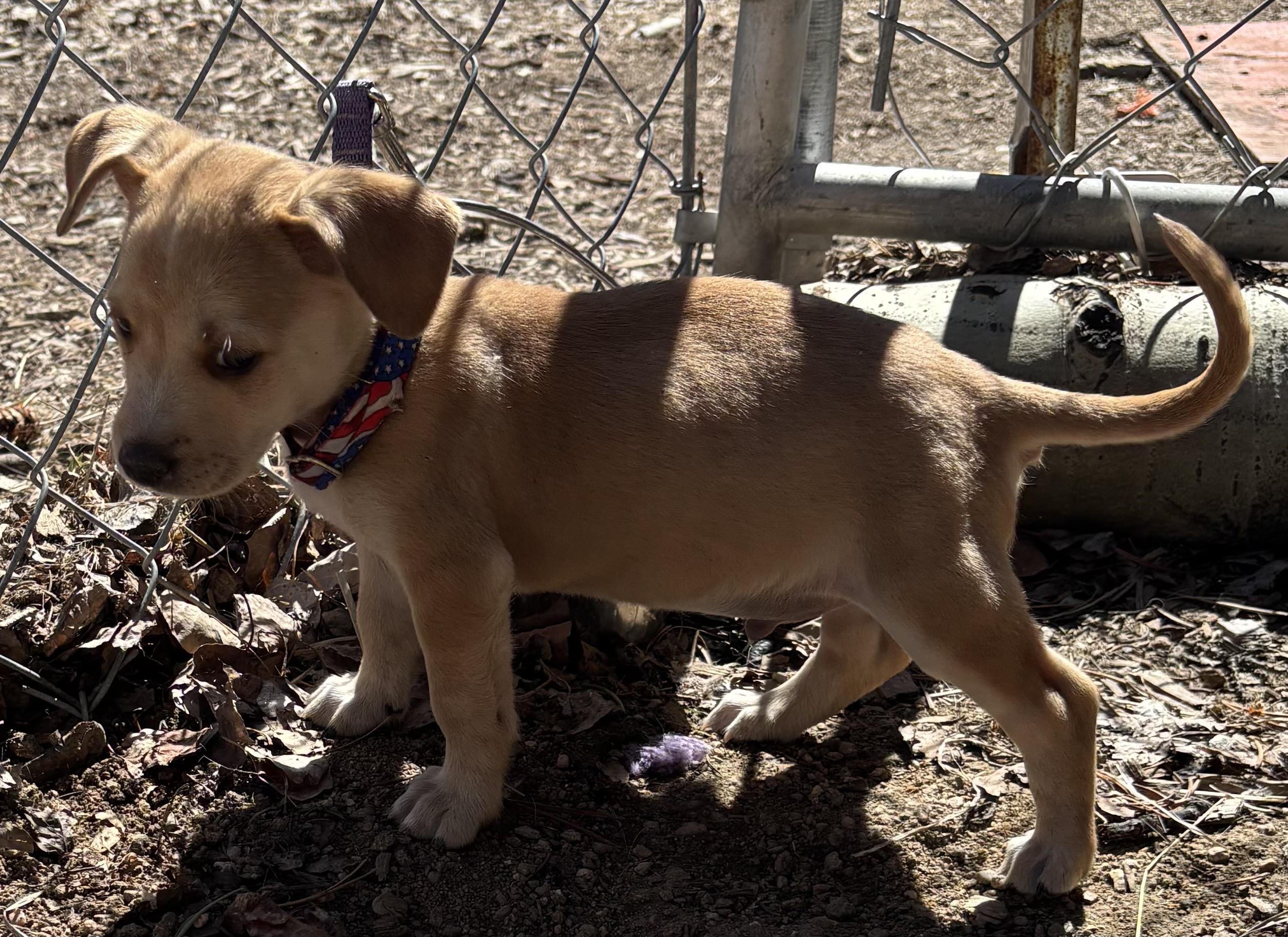 Enlarge Chevy, a Adopted Chiweenie in Lakewood, CO image 2/4