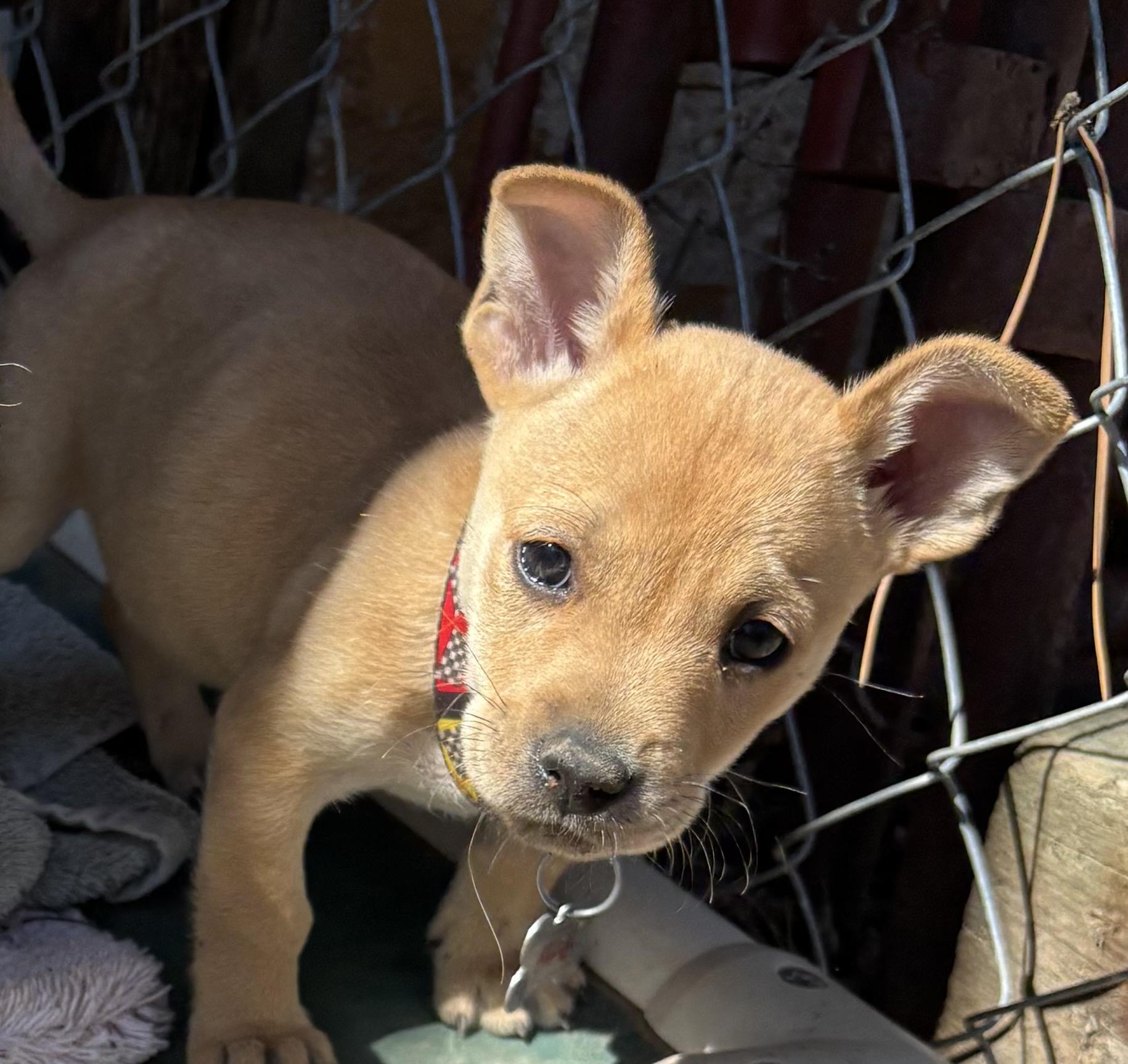 Enlarge Chevy, a Adopted Chiweenie in Lakewood, CO image 3/4