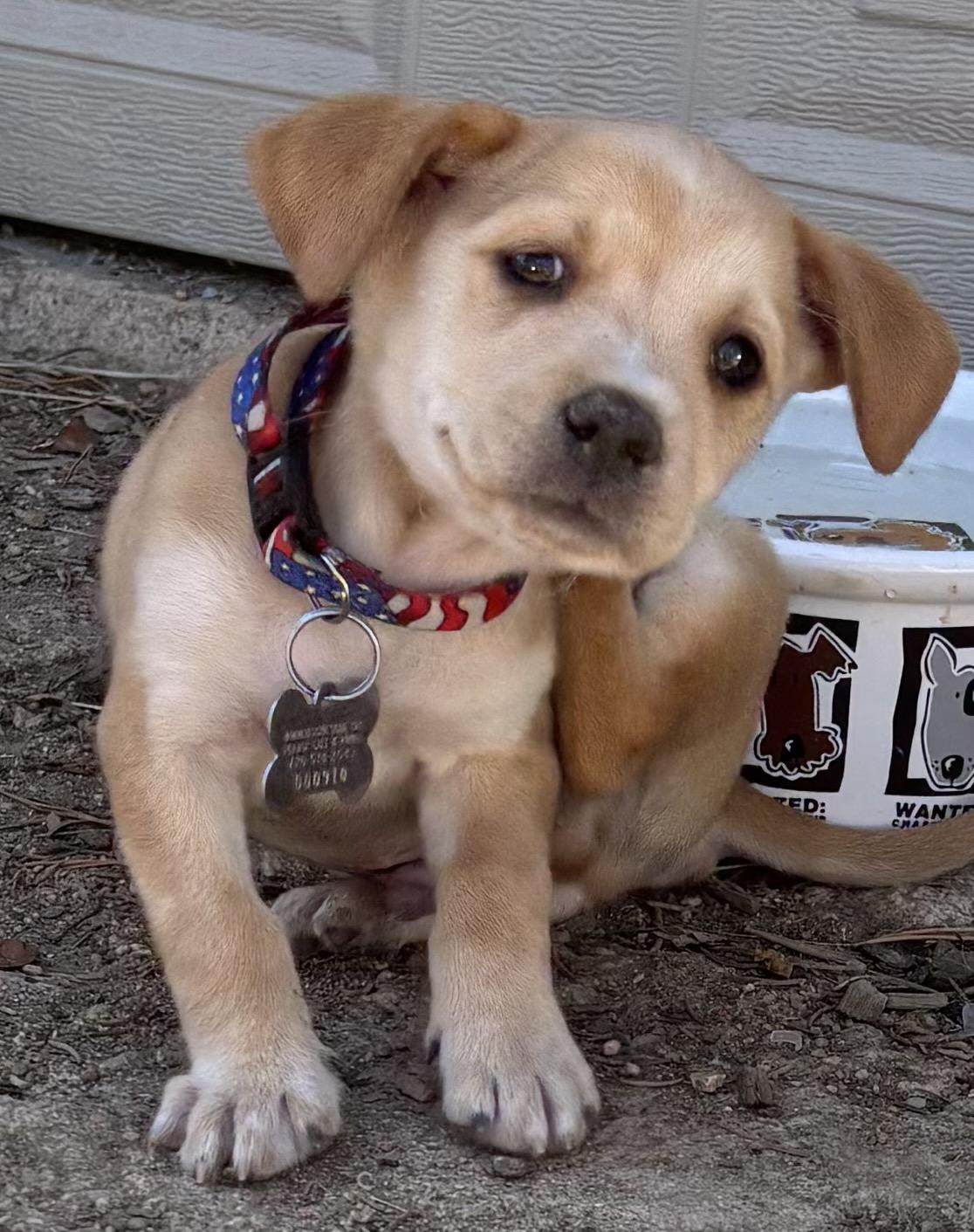 Enlarge Chevy, a Adopted Chiweenie in Lakewood, CO image 4/4