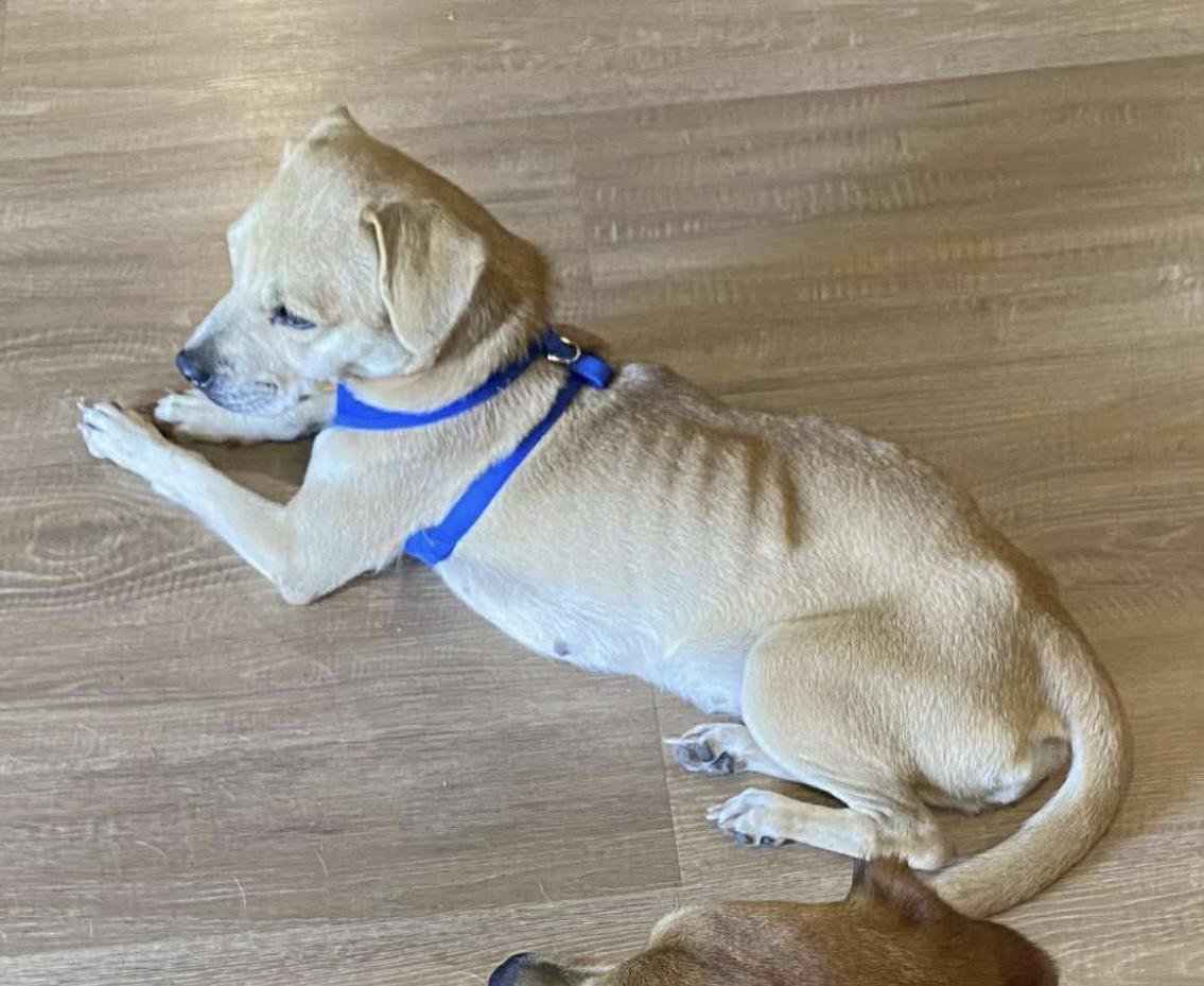 Betty Crocker, Adoptable, Adult Female Mixed Breed.