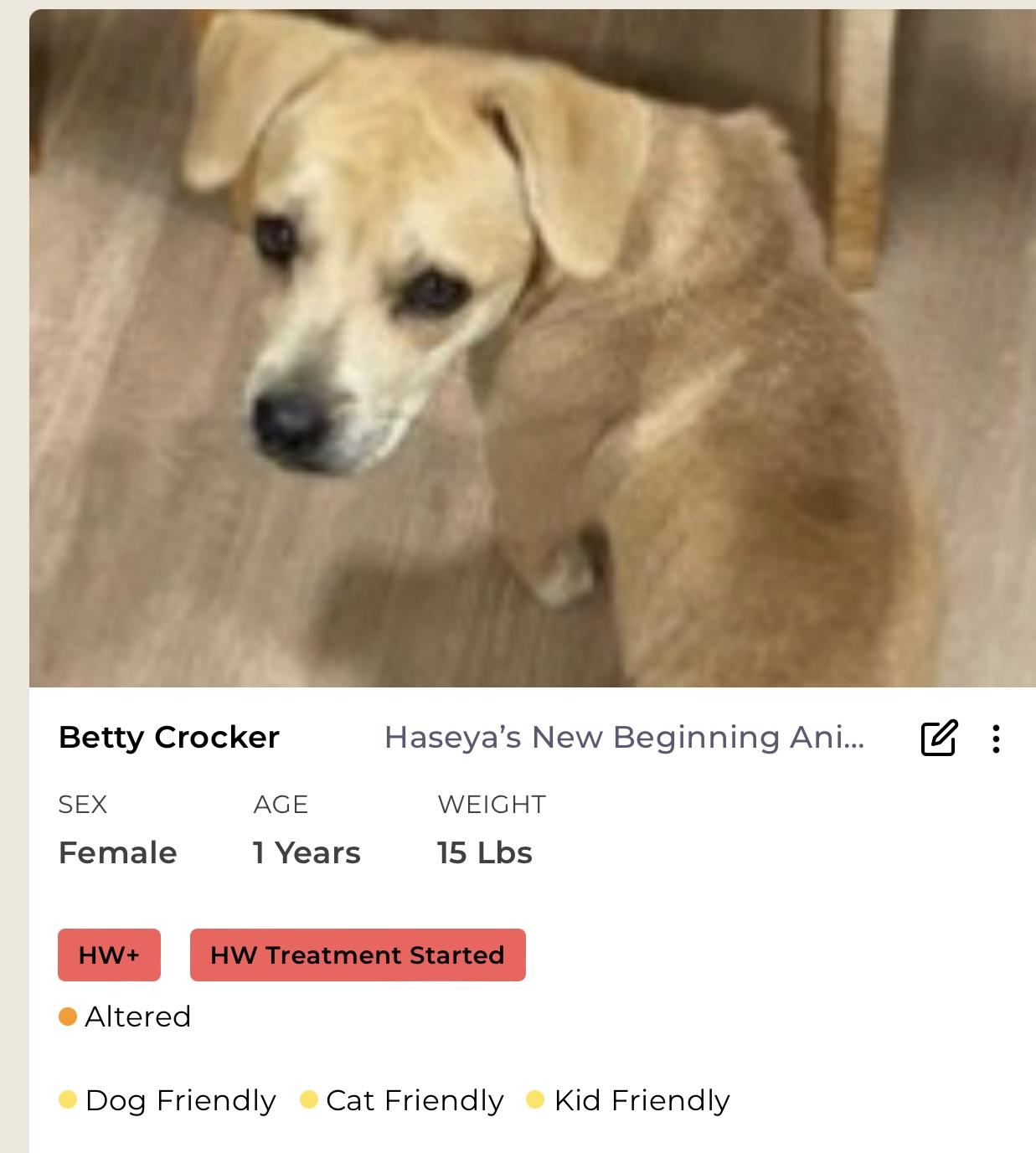Betty Crocker, a Adoptable Mixed Breed in Rayne, LA image 2/3