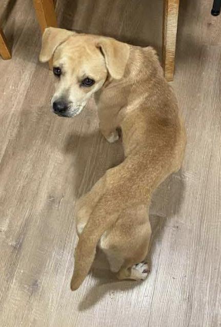 Betty Crocker, a Adoptable Mixed Breed in Rayne, LA image 3/3