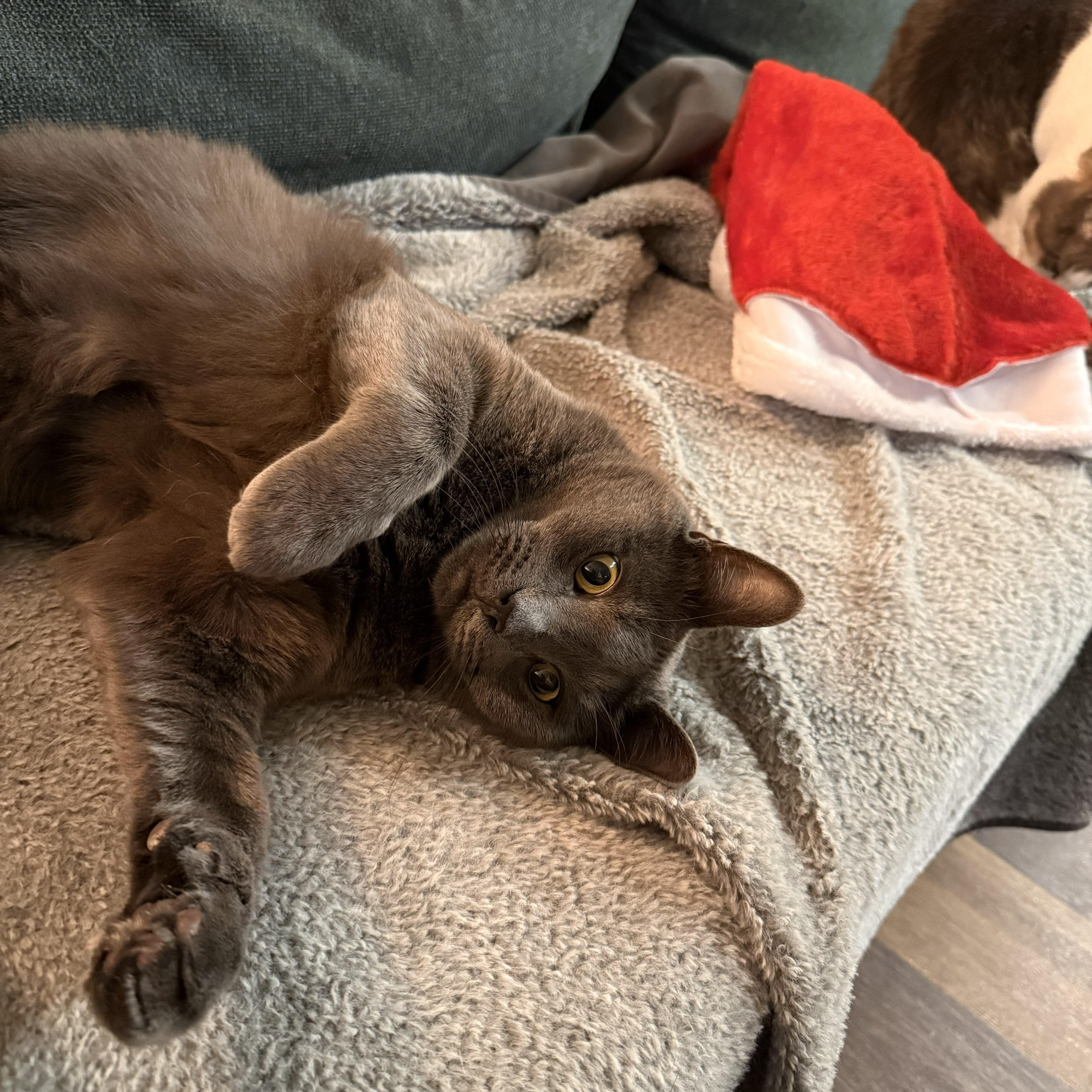 Angel, Adoptable, Adult Male Domestic Short Hair.