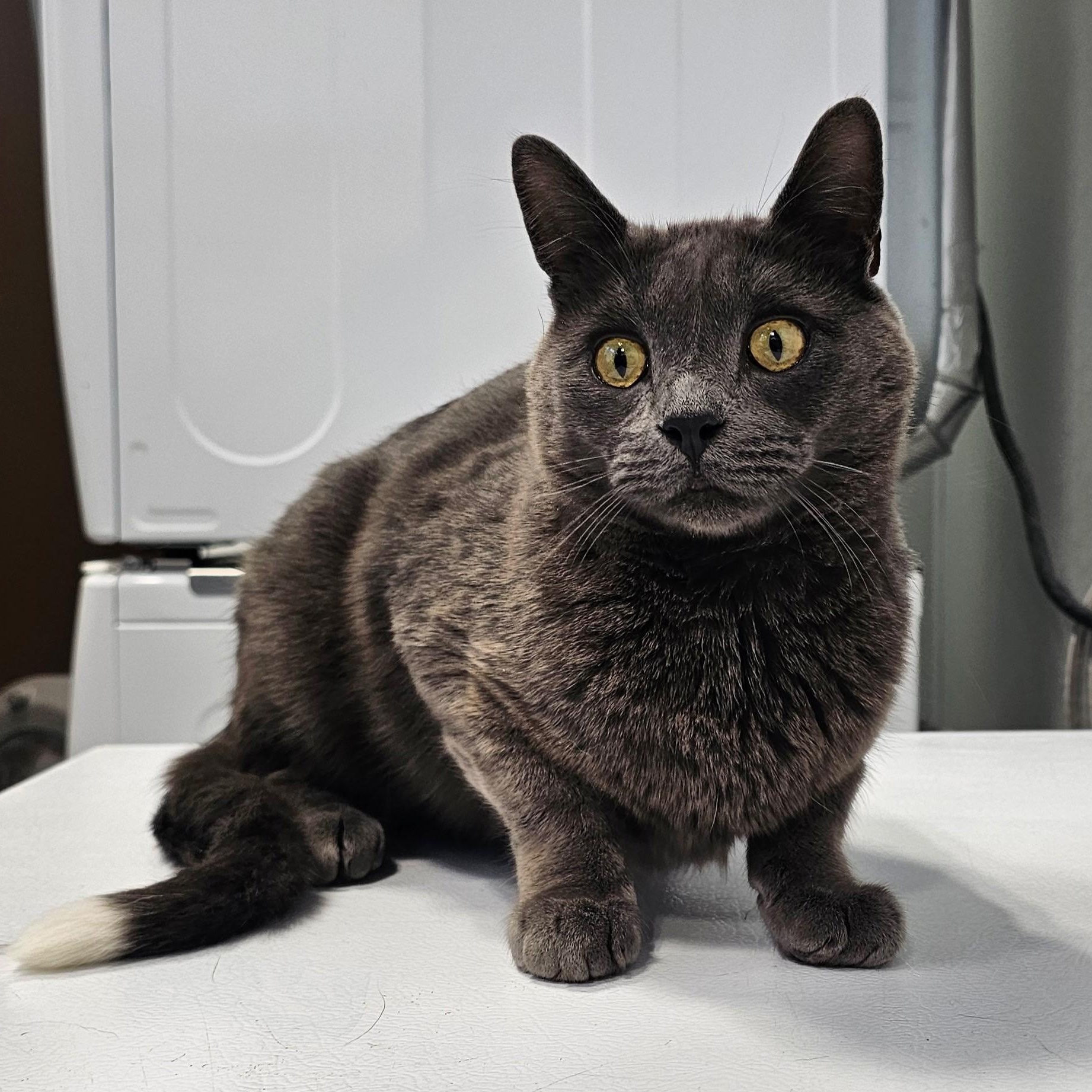 Enlarge Angel, a Adoptable mixed breed in Dickinson, ND image 2/3