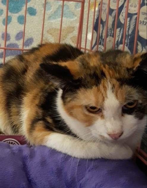 Enlarge Minuet, a Adoptable Domestic Short Hair in Kenhorst, PA image 1/1