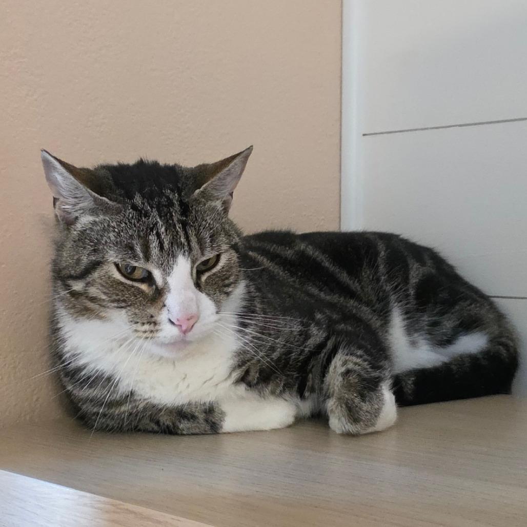 Enlarge Flex, a Adoptable Domestic Short Hair in Williston, FL image 2/5