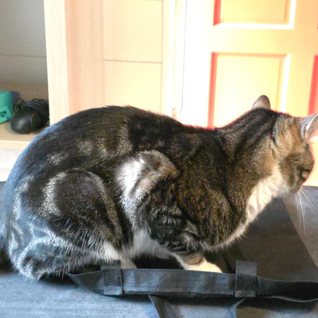 Enlarge Flex, a Adoptable Domestic Short Hair in Williston, FL image 3/5