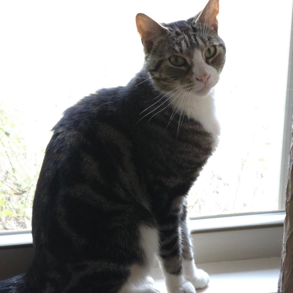 Enlarge Flex, a Adoptable Domestic Short Hair in Williston, FL image 4/5