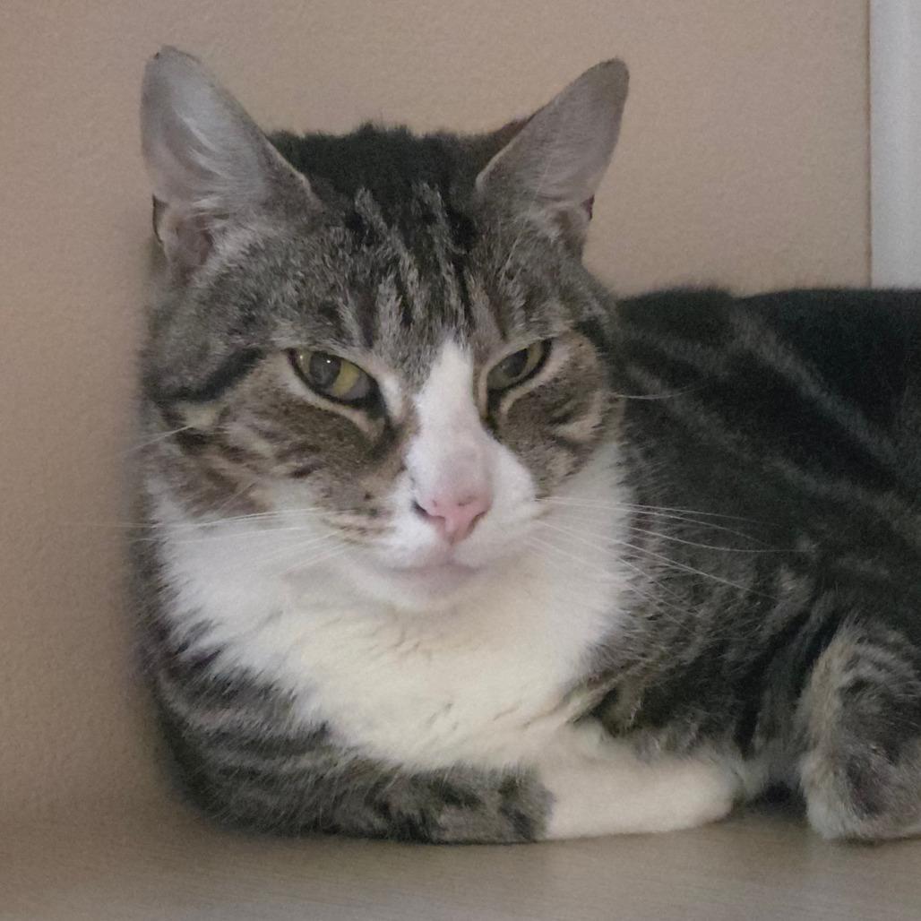 Enlarge Flex, a Adoptable Domestic Short Hair in Williston, FL image 5/5