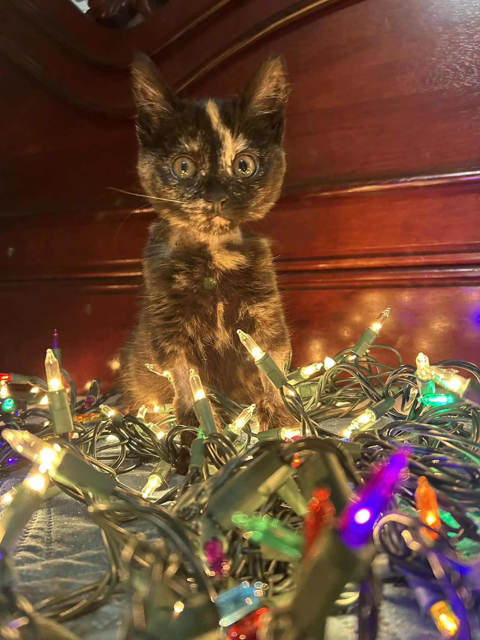 Hope, Adoptable, Young Female Tortoiseshell & Domestic Medium Hair.