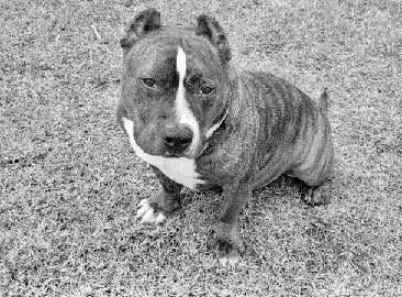Enlarge Kong (courtesy post), a ADOPTABLE mixed breed in Petersburg, VA image 1/2