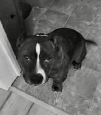 Enlarge Kong (courtesy post), a ADOPTABLE mixed breed in Petersburg, VA image 2/2