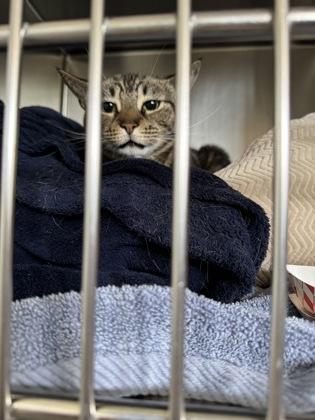 Mulan, Adoptable, Adult Female Domestic Short Hair & Domestic Short Hair.