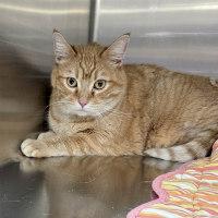 Enlarge MISS KITTY, an adopted Tabby in Henderson, NV image 2/2