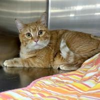 Enlarge MISS KITTY, an adopted Tabby in Henderson, NV image 1/2