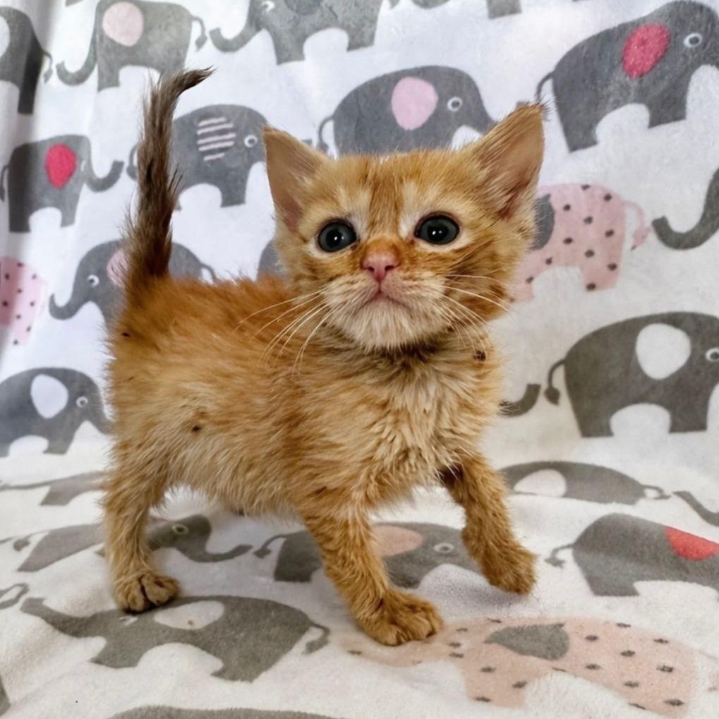 Enlarge Mufasa, an adopted Domestic Short Hair in miami, FL image 1/1