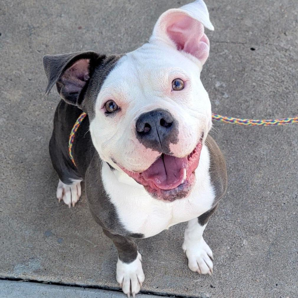 Pearl — thumbnail 2