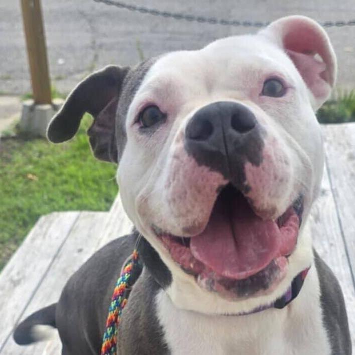 Pearl — thumbnail 4