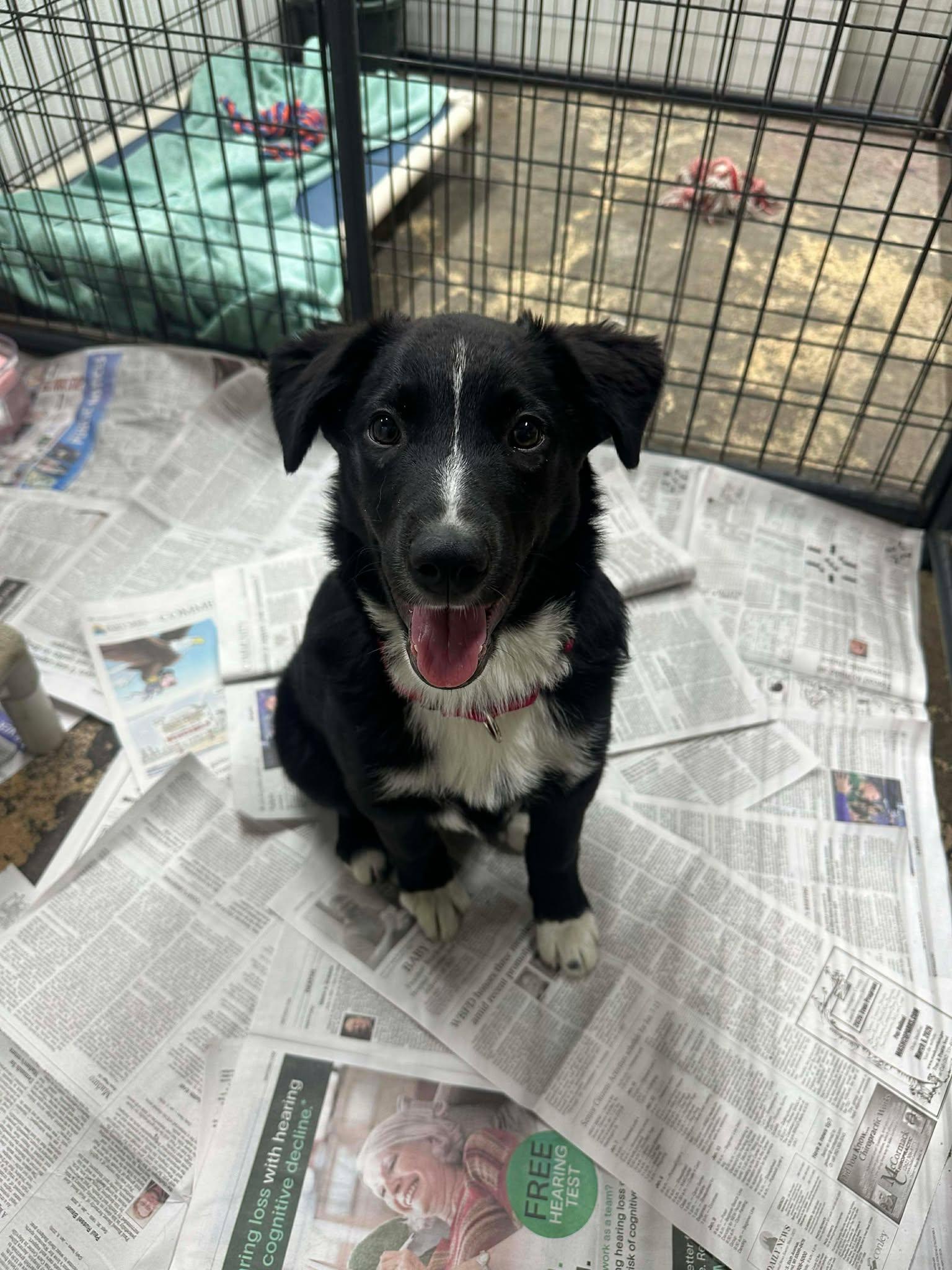 Enlarge Zoink, a Adoptable Australian Shepherd in Mukwonago, WI image 1/1