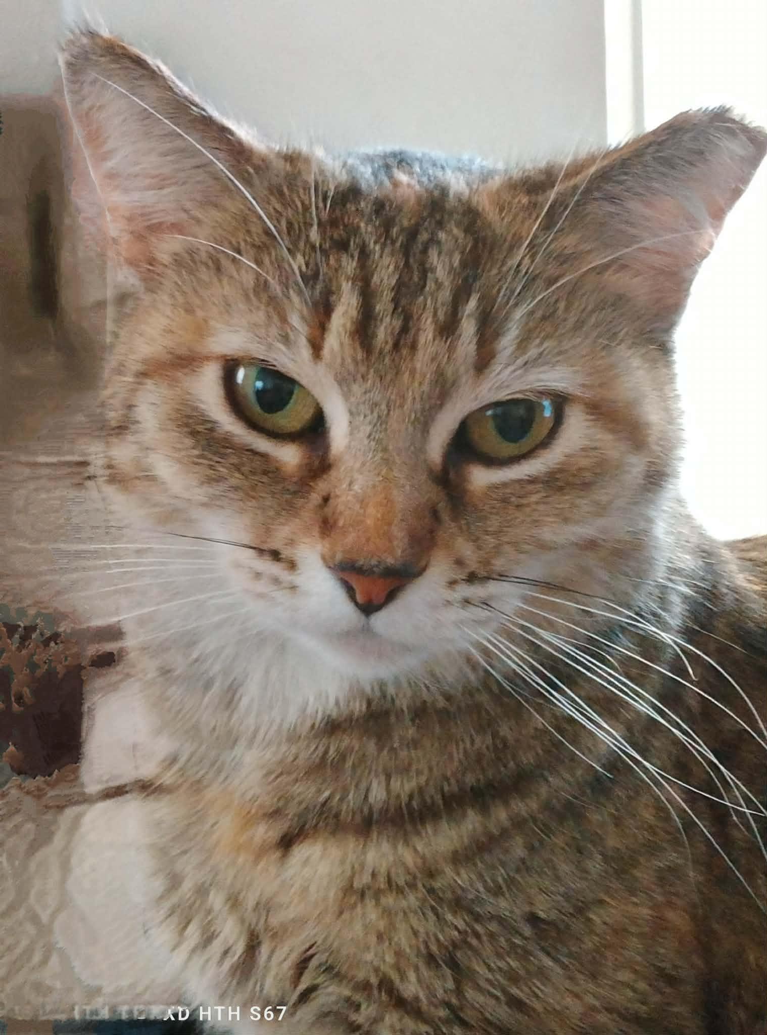 Mama, ADOPTABLE, Adult Female Domestic Medium Hair.