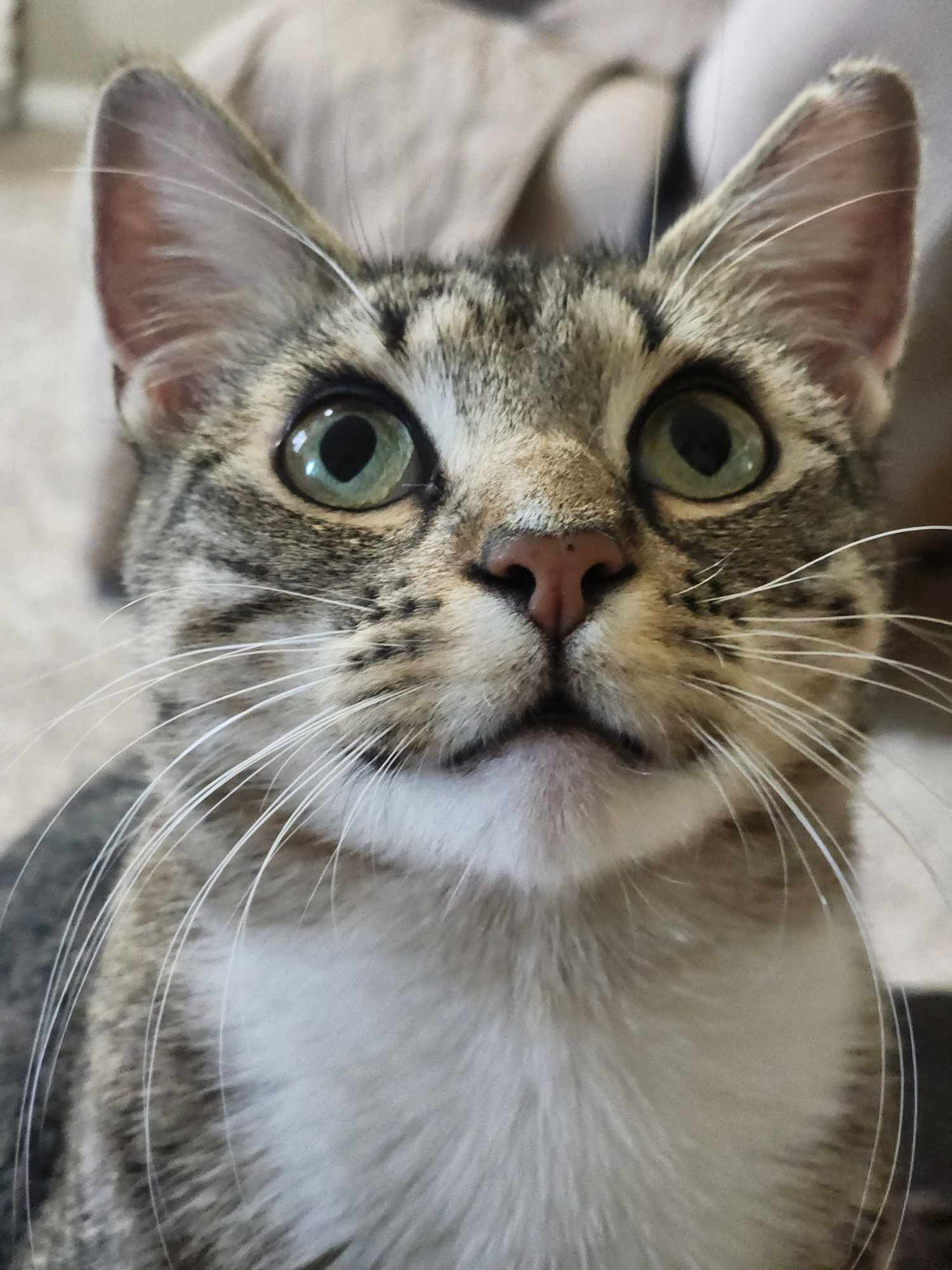 Sylvia, a Adoptable Domestic Short Hair in Rochester, NY image 1/6