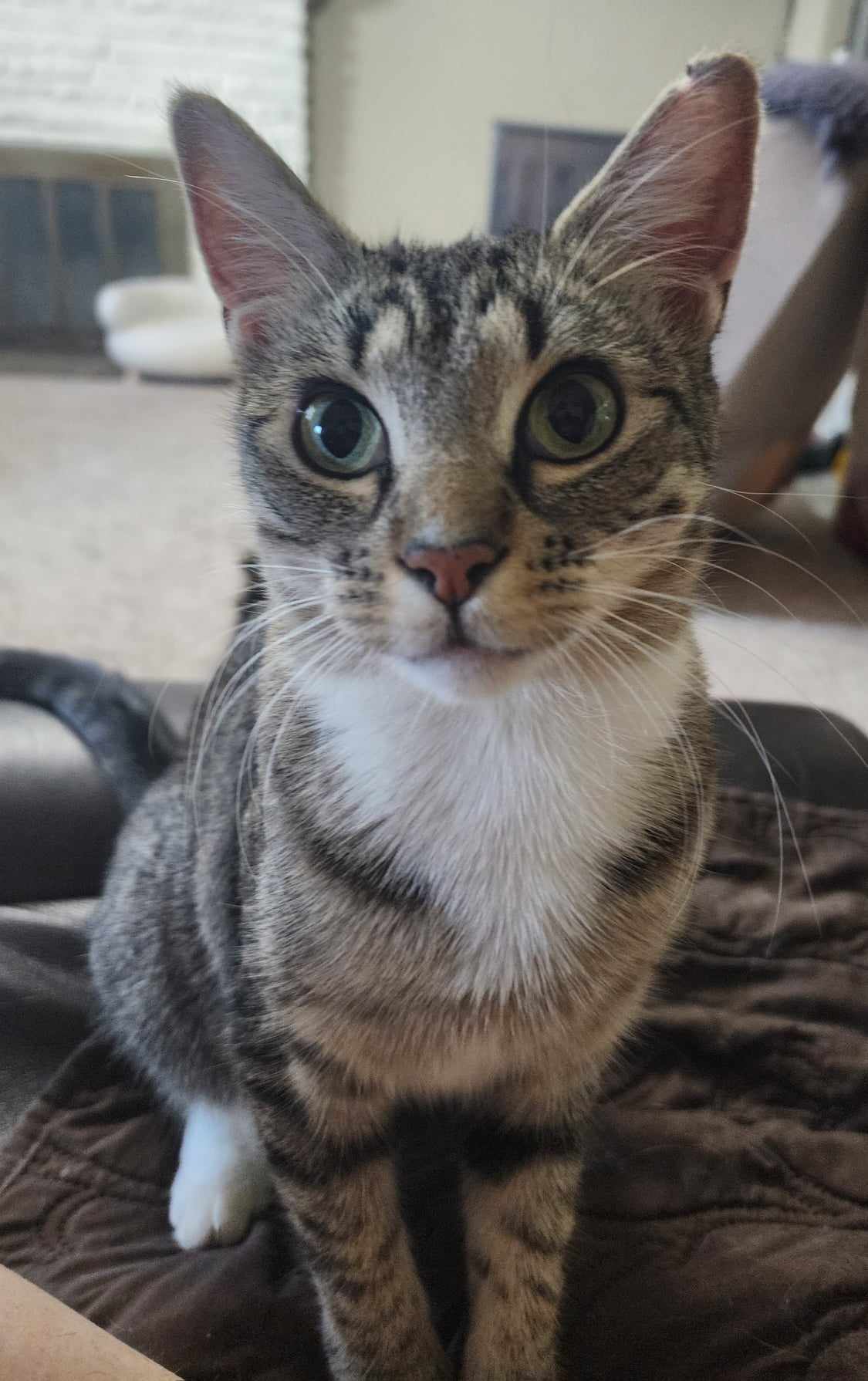 Sylvia, a Adoptable Domestic Short Hair in Rochester, NY image 4/6