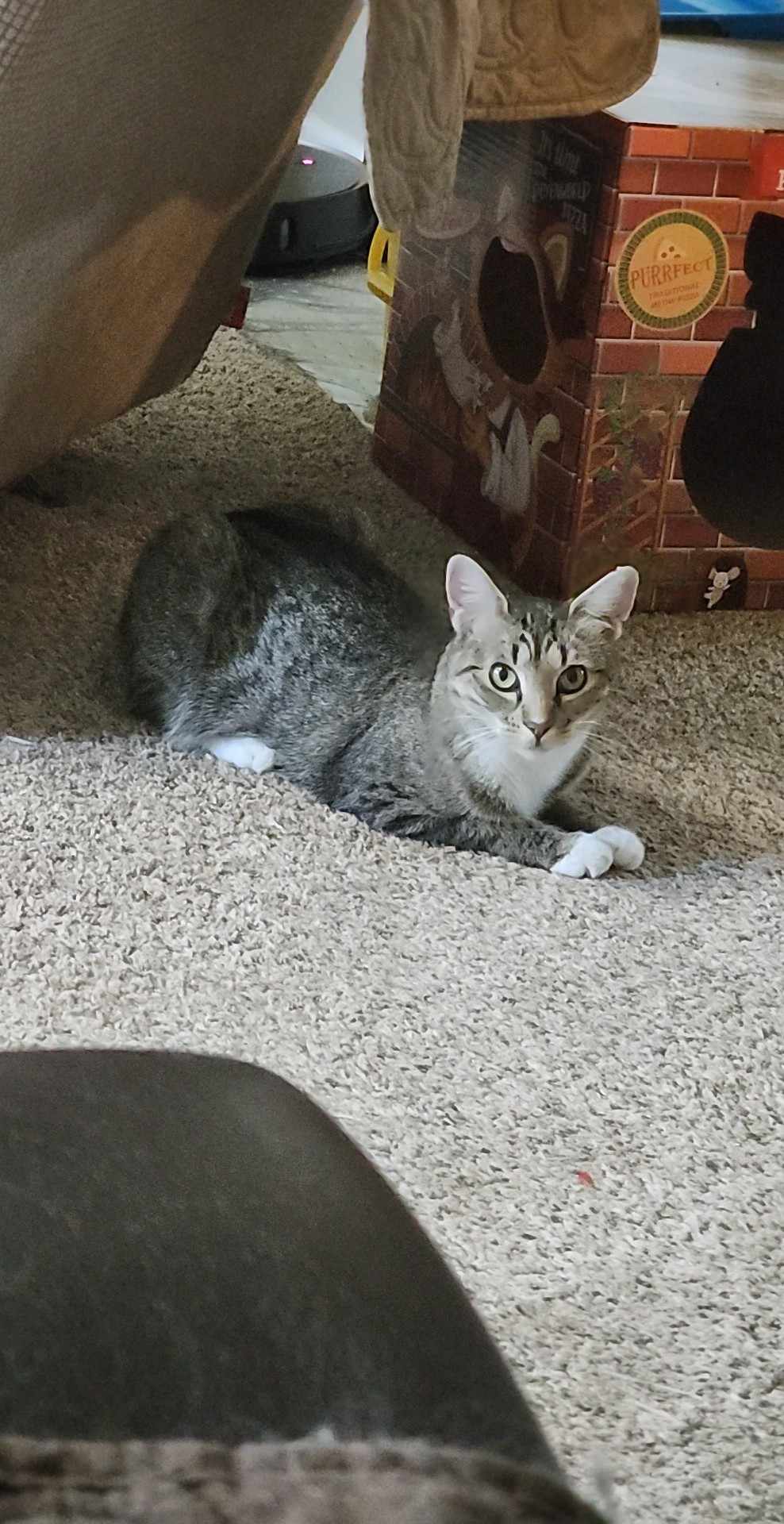 Sylvia, a Adoptable Domestic Short Hair in Rochester, NY image 6/6