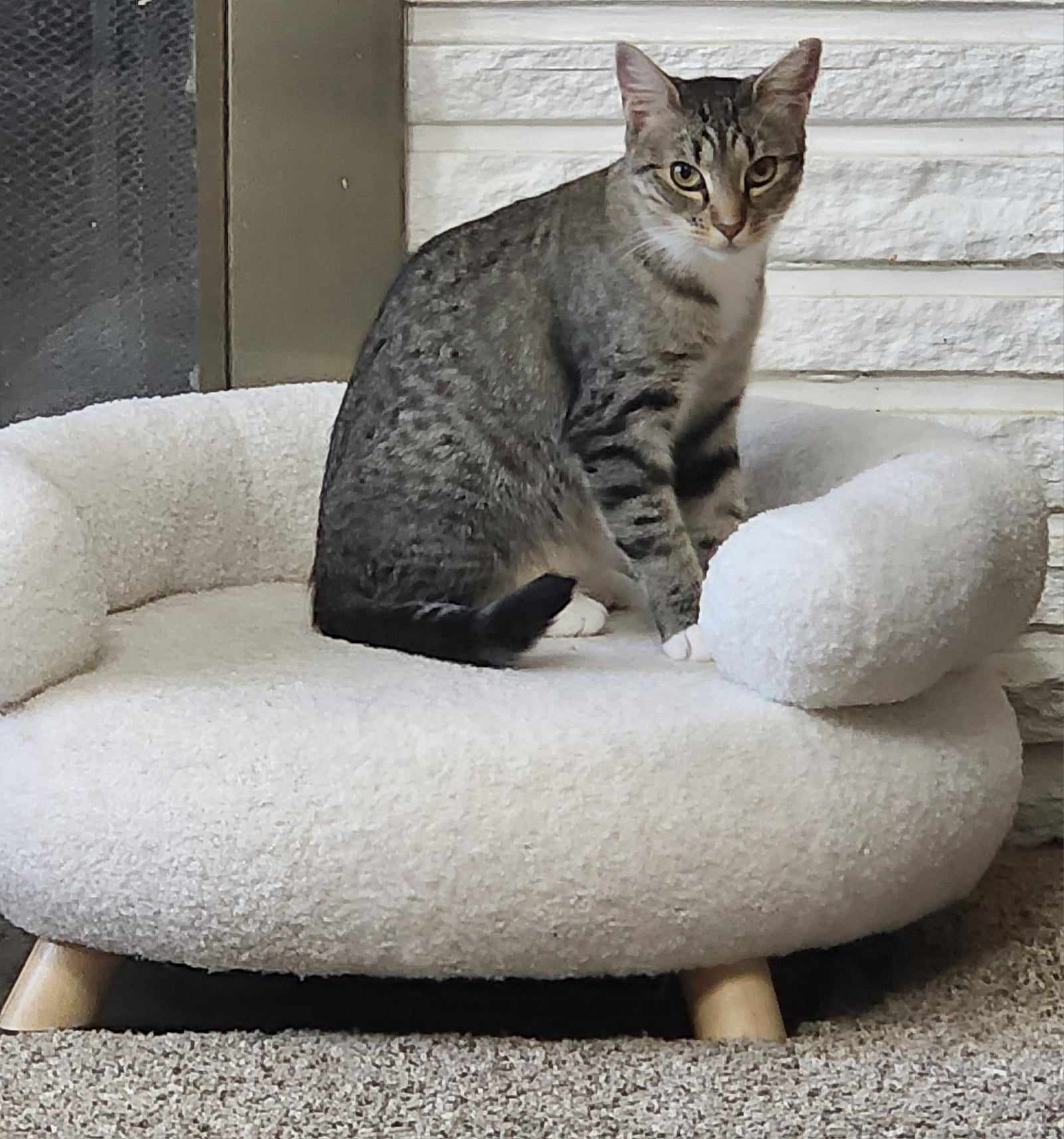 Sylvia, a Adoptable Domestic Short Hair in Rochester, NY image 5/6