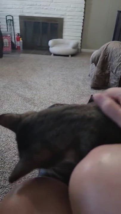 Enlarge Sylvia, a Adoptable Domestic Short Hair in Rochester, NY video 3/6