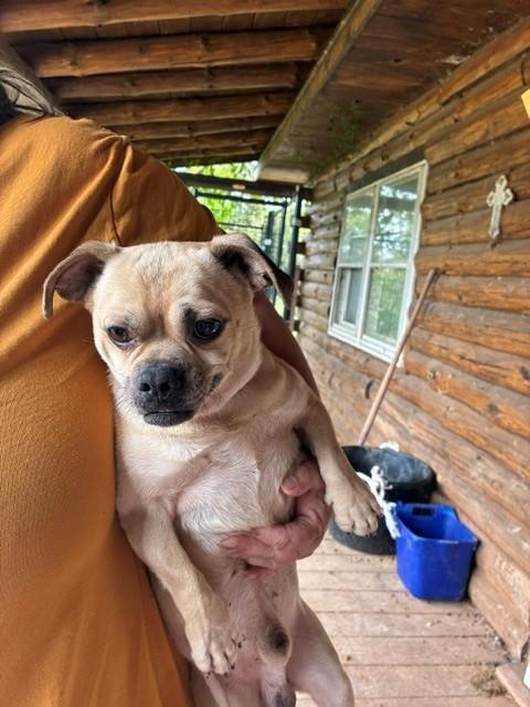 Luke, adopted, Adult Male Pug.