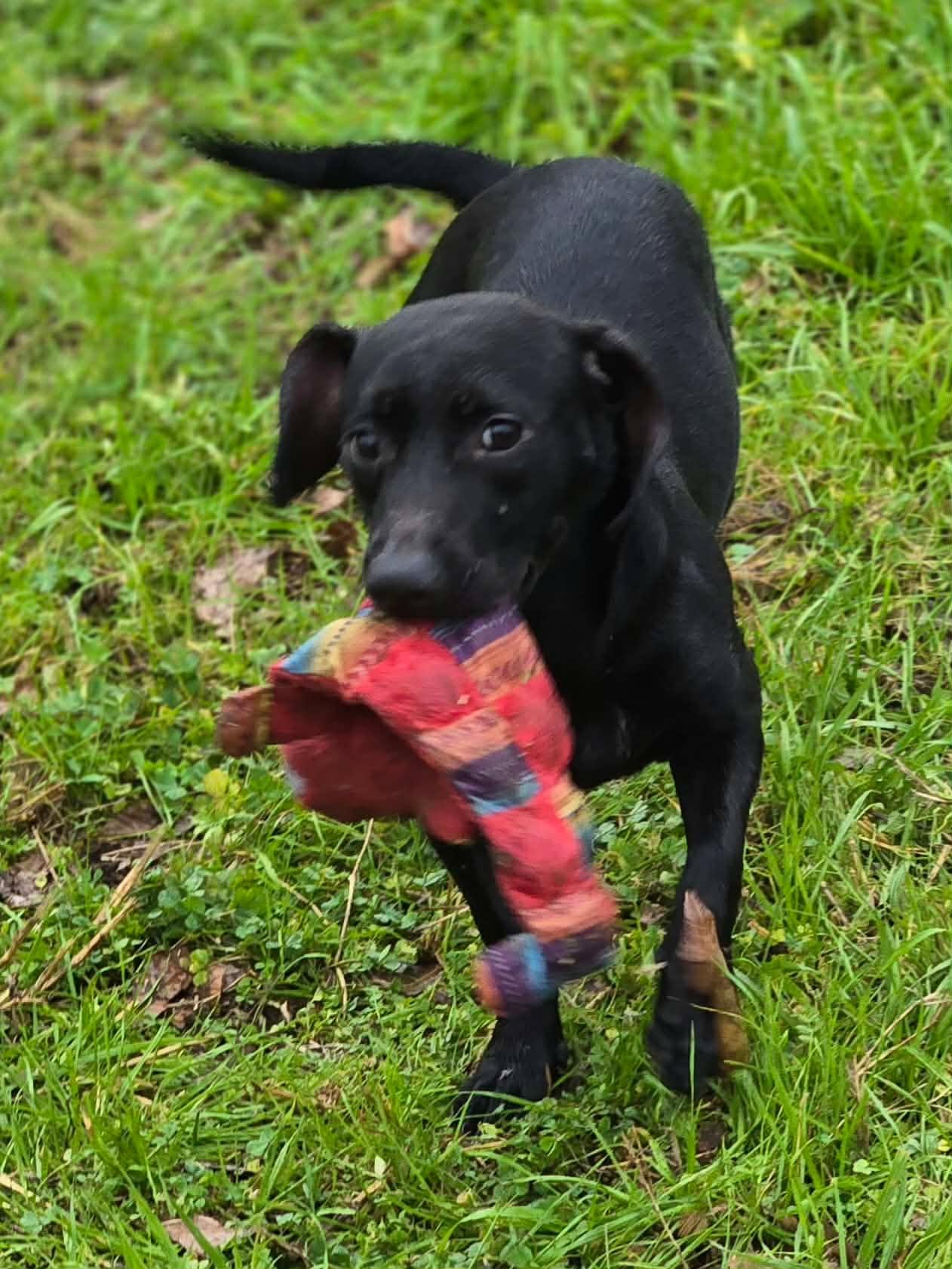 Enlarge Nala, a ADOPTABLE Dachshund in Valdosta, GA image 1/1