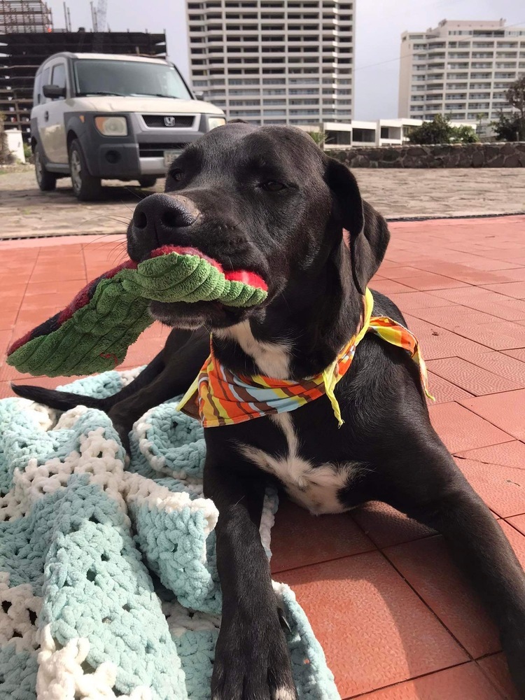 Dog for adoption Tom, a Labrador Retriever & Hound Mix in Encinitas