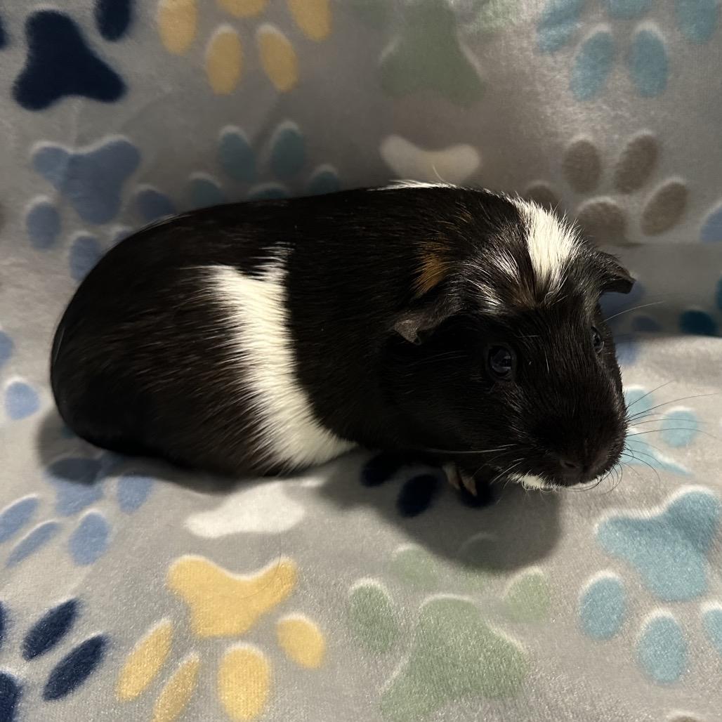 Nelly (bonded with Brindle), Adoptable, Young Female Guinea Pig.