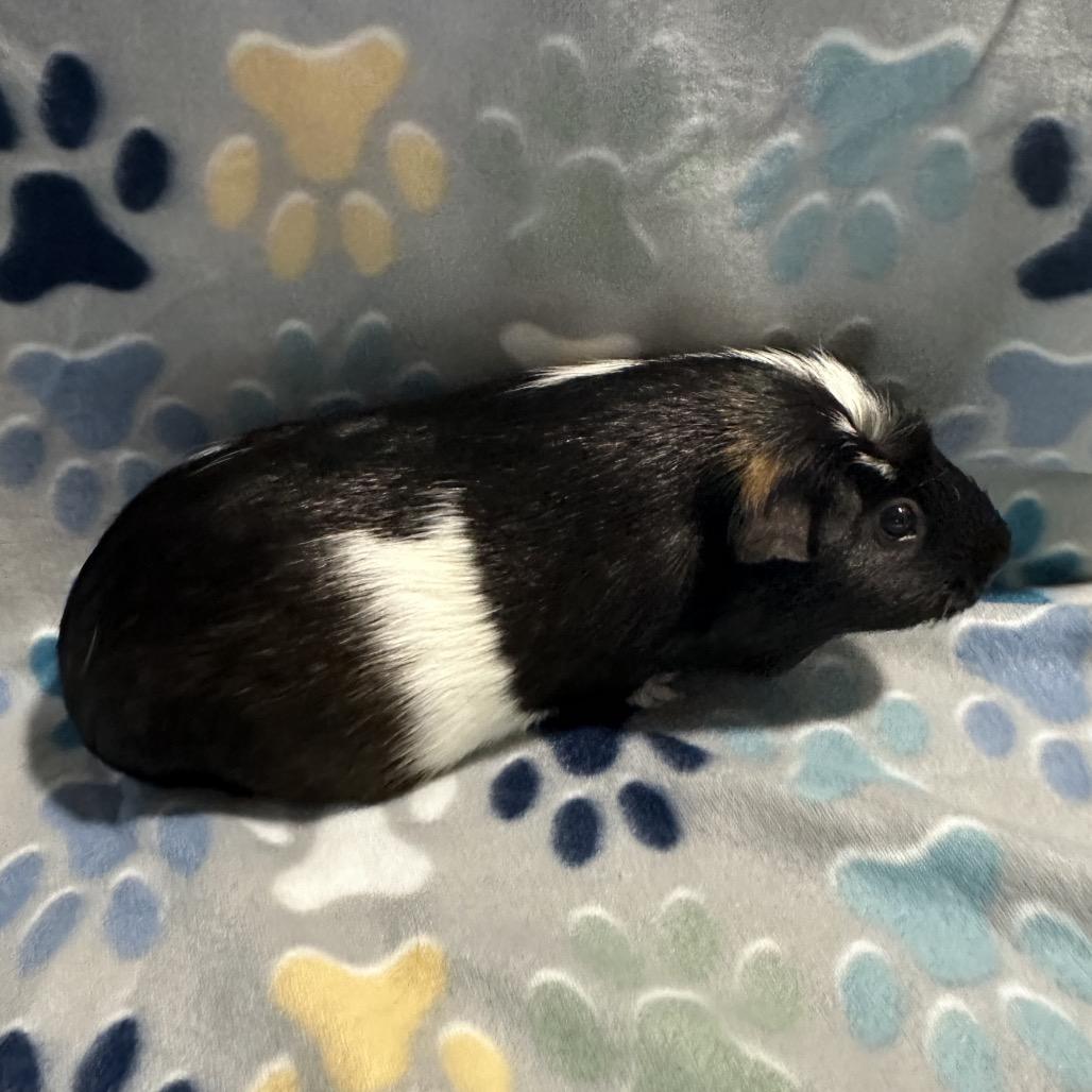 Enlarge Nelly (bonded with Brindle), a Adoptable Guinea Pig in Decatur, GA image 2/2