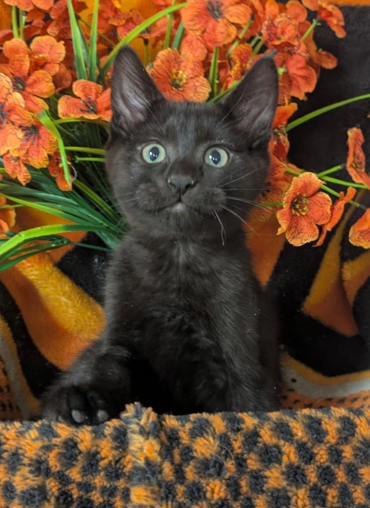 4/14/26 Andy, Adoptable, Kitten Male Domestic Short Hair.