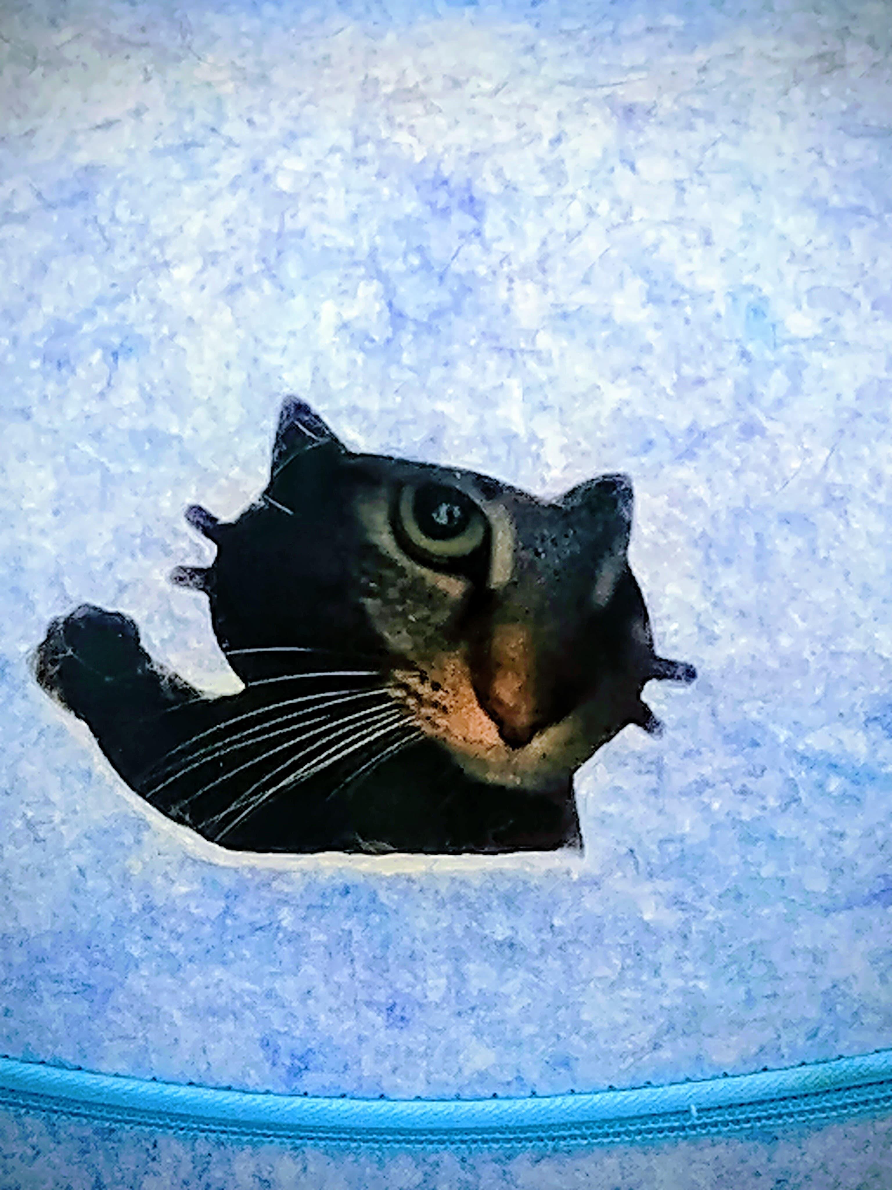 Donna — thumbnail 4